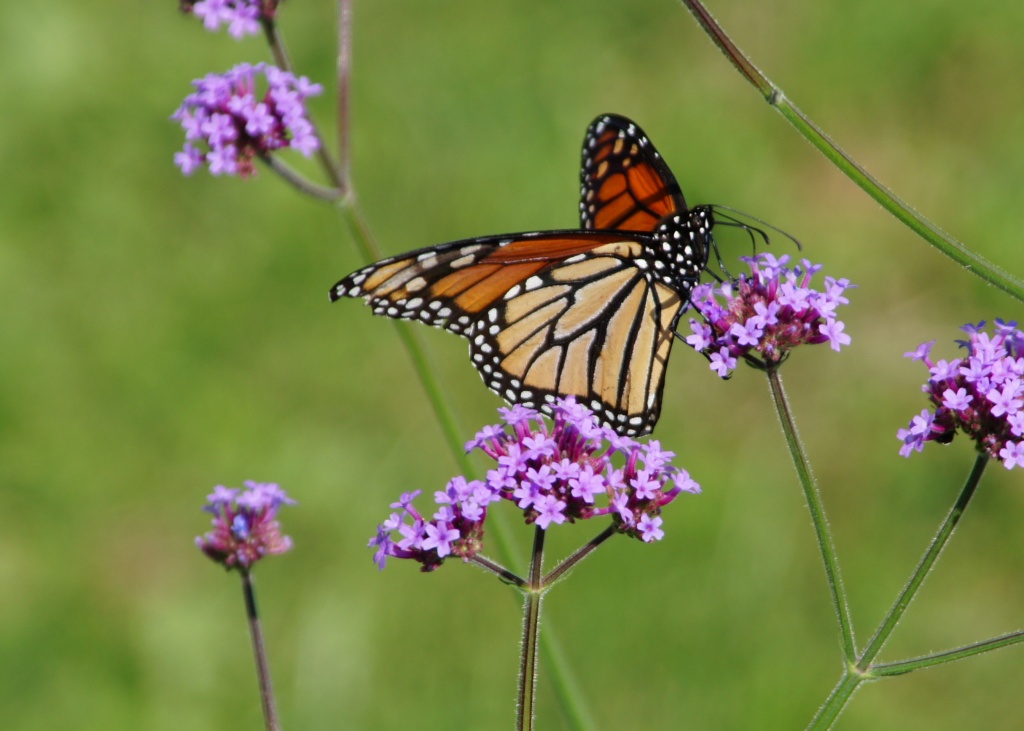 Monarch (?) on Purple Flowers by rob257