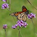 Monarch (?) on Purple Flowers by rob257