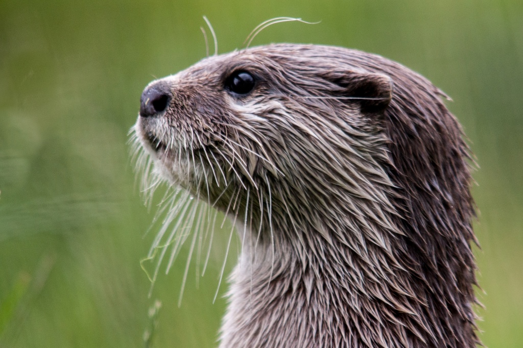 Asian Short-clawed Otter by natsnell