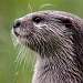 Asian Short-clawed Otter by natsnell