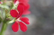 28th Jul 2012 - Geranium