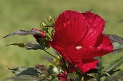 30th Jul 2012 - Hibiscus