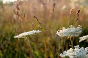 30th Jul 2012 - White weeds
