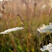 White weeds by edorreandresen