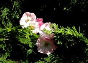 27th Jul 2012 - Peekaboo Roses