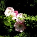 Peekaboo Roses by pamelaf