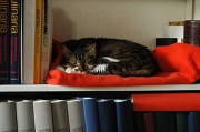 30th Jul 2012 - Sleeping on a shelf