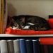 Sleeping on a shelf by parisouailleurs