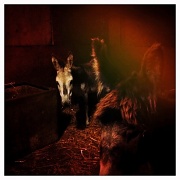 30th Jul 2012 - hipsta ghost donks