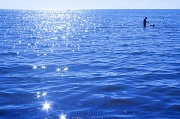 30th Jul 2012 - The stars of the sea