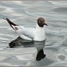 Black-Headed Gull by carolmw