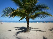28th Jan 2012 - Coconut Dream