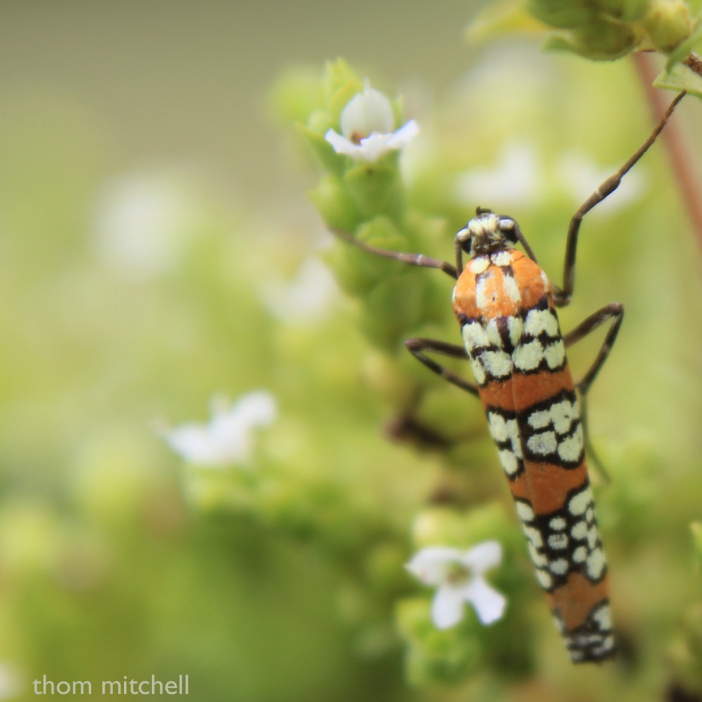Lepidoptera world’s ‘clownfish’? by rhoing