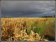 31st Jul 2012 - Dark skies over fields of wheat
