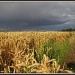 Dark skies over fields of wheat by busylady