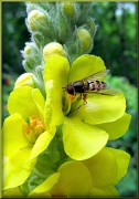 31st Jul 2012 - Hoverfly
