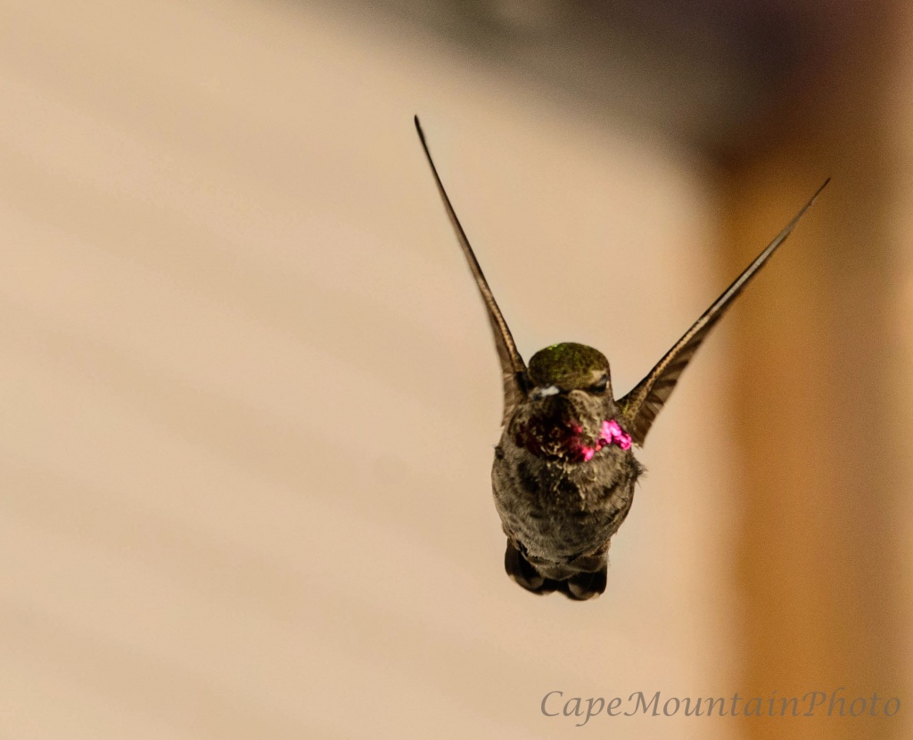 Fill the Feeder by jgpittenger