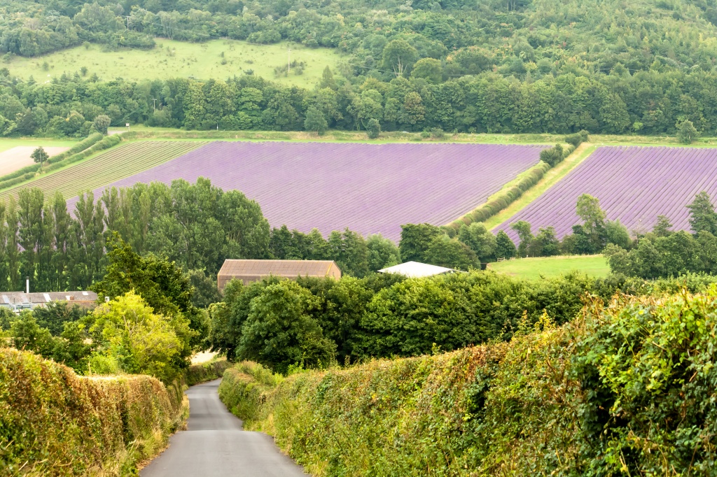lavender fields forever by peadar