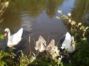 30th Jul 2012 - Swan family..