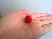 26th Jul 2012 - Raspberry