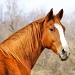 Horse by lynne5477