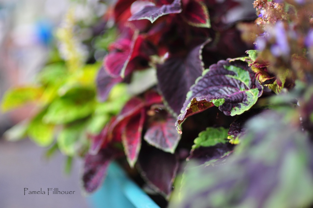 coleus.... by earthbeone