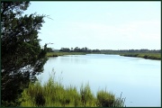 31st Jul 2012 - Cedar Swamp Creek