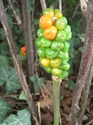 1st Aug 2012 - ripening