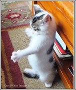 1st Aug 2012 - Kung Fu Kitten