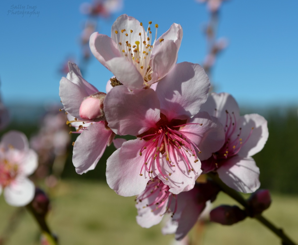 Peach Blossom by salza