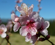 1st Aug 2012 - Peach Blossom