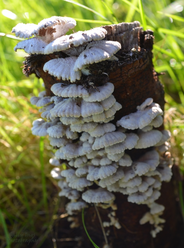Fungi by salza