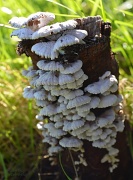 1st Aug 2012 - Fungi