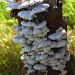 Fungi by salza