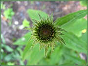 2nd Aug 2012 - Coneflower in Color