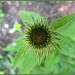 Coneflower in Color by olivetreeann