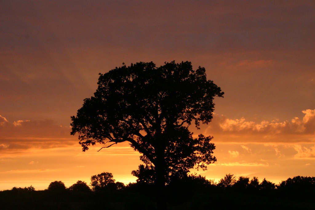 Same sunset, another silhouette  by shepherdman