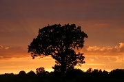 31st Jul 2012 - Same sunset, another silhouette 