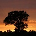 Same sunset, another silhouette  by shepherdman
