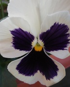 1st Aug 2012 - Pansy