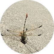 2nd Aug 2012 - Dragonfly Down!