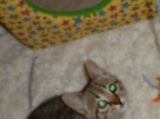 26th Jun 2012 - Kitten!