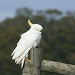 White Bird by wenbow