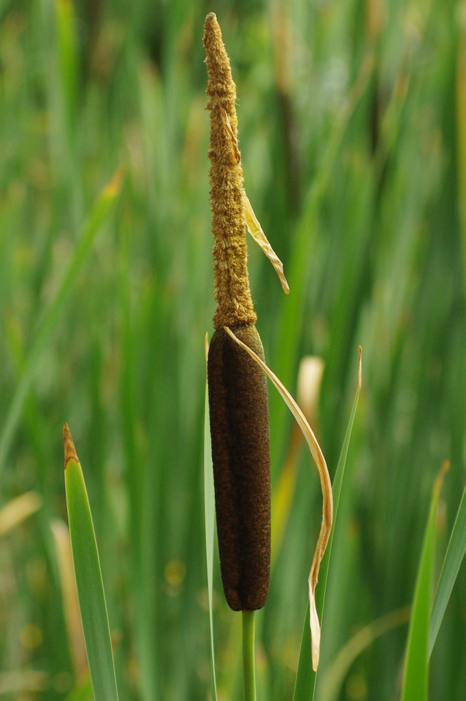 Cattail by vickisfotos