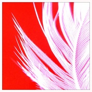 27th Jul 2012 - Feather