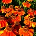 Flowers by tonygig