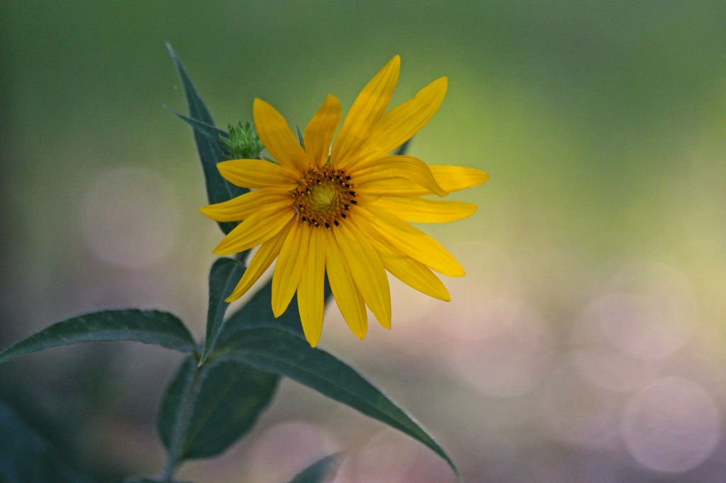 8-2 bristly sunflower by milaniet