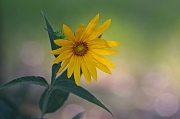 2nd Aug 2012 - 8-2 bristly sunflower