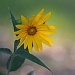 8-2 bristly sunflower by milaniet