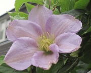 2nd Aug 2012 - clematis after rain